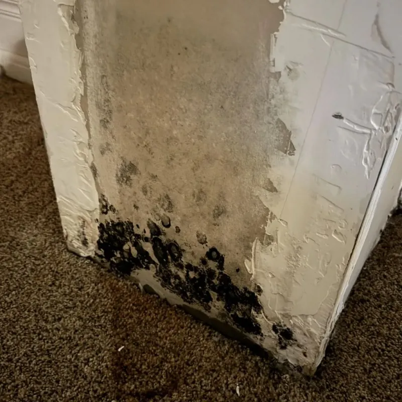 Professional Mold Removal in Cumberland, MD